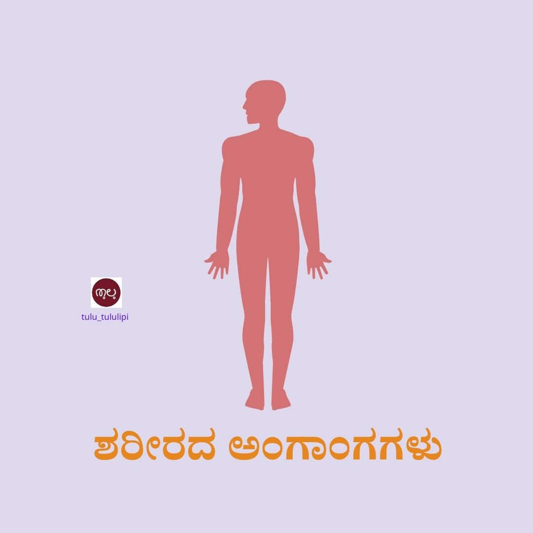 ಶರೀರದ ಅಂಗಾಂಗಗಳು